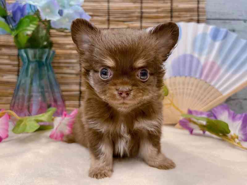 Štěně čivavy k adopci - foto 1