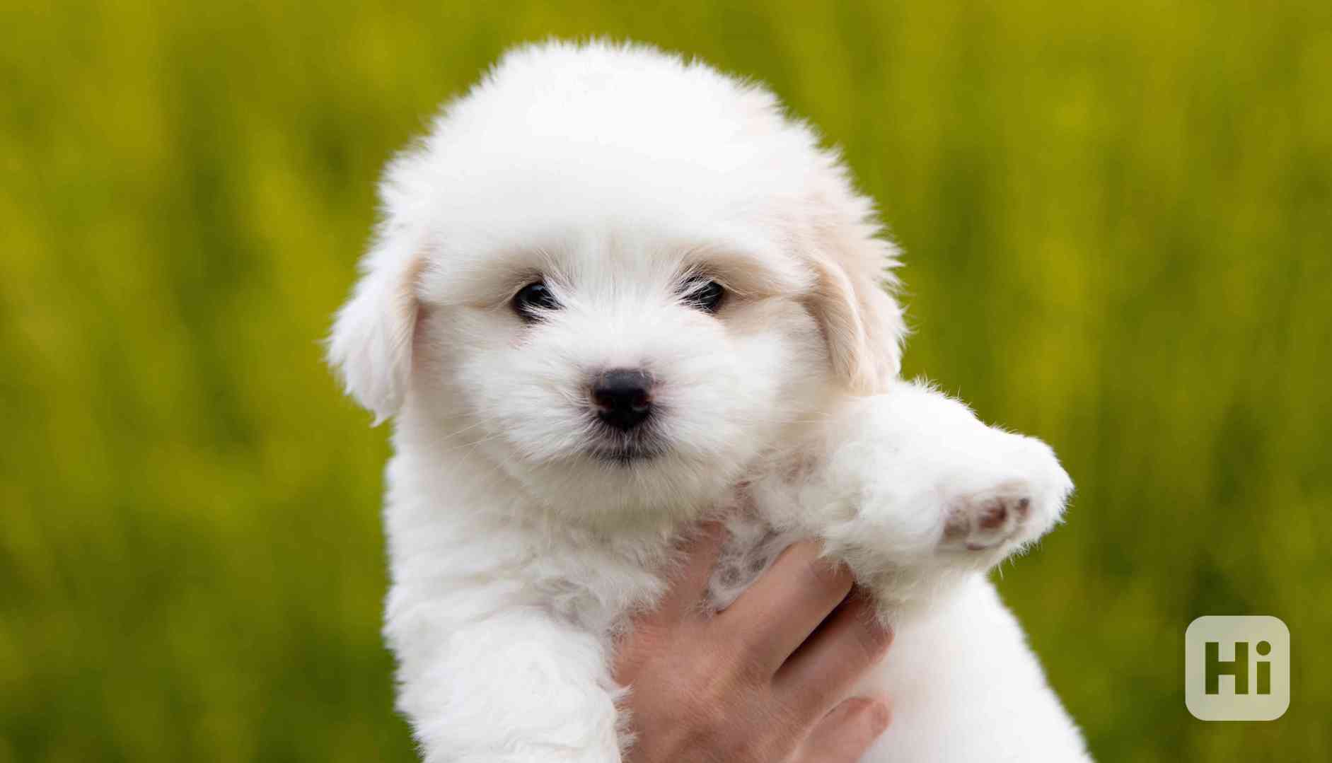 Coton de Tulear bazar Hyperinzerce.cz