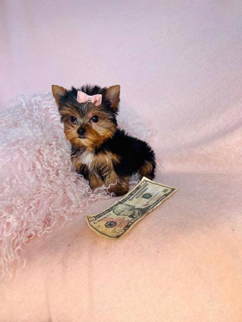 Štěňata Yorkshire  - foto 2