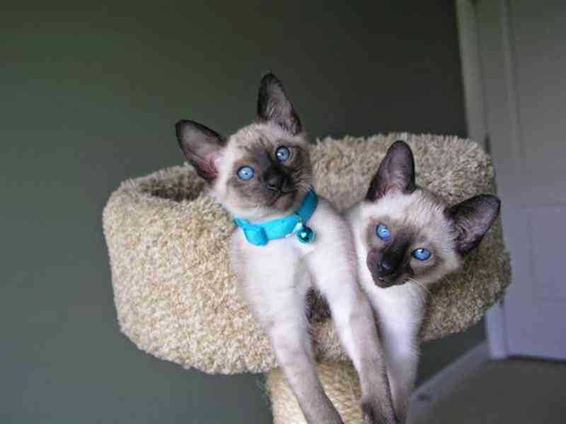 Prodám očkovaná Siamská koťata. - foto 3