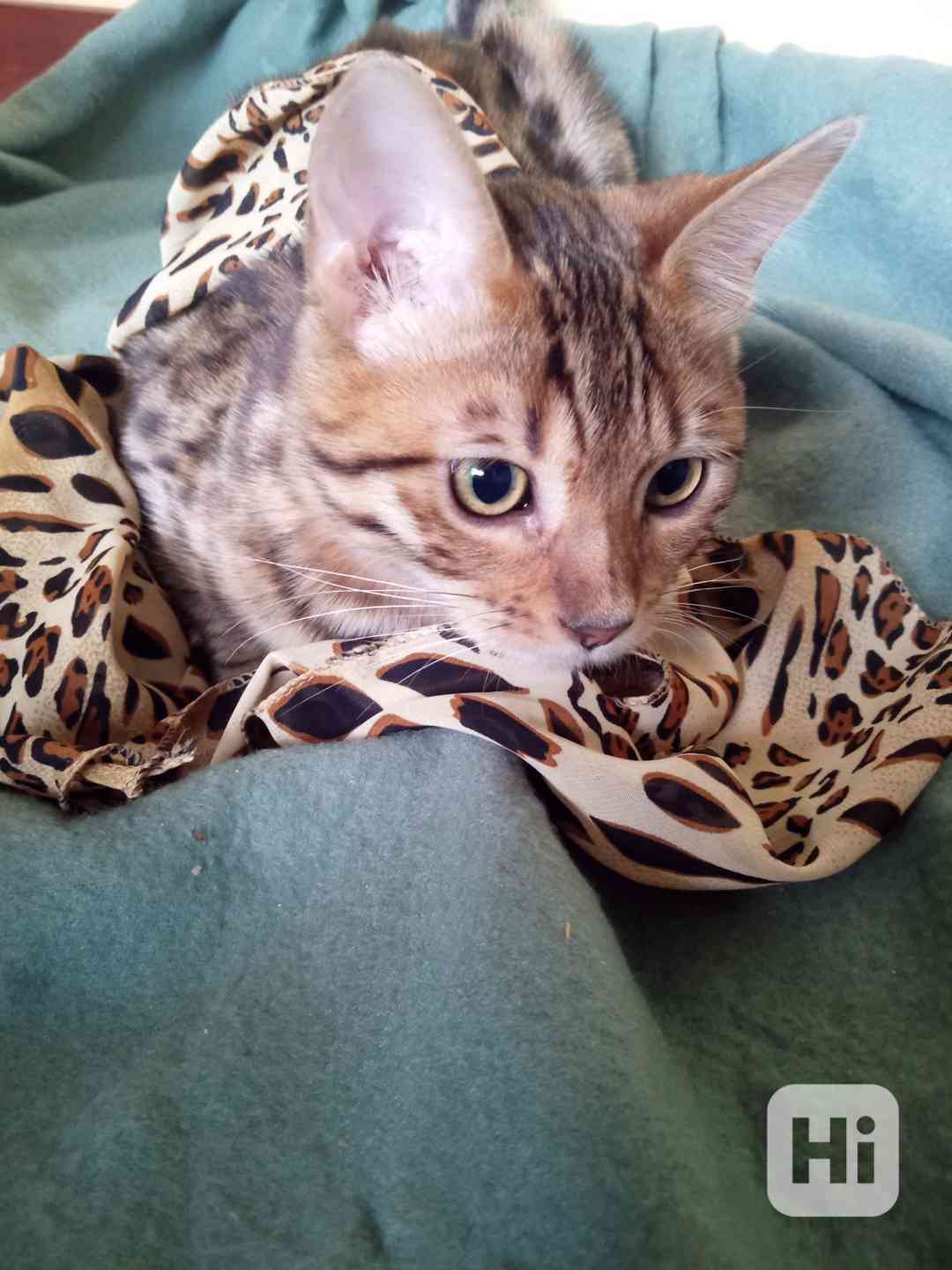 Zvířata bengálska kočička  - foto 1