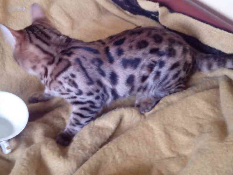 Zvířata bengálska kočička  - foto 6
