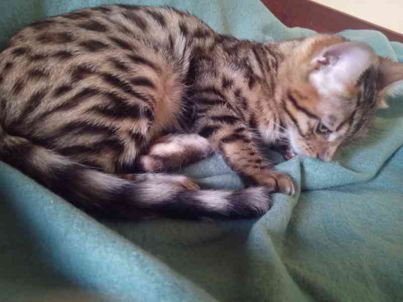Zvířata bengálska kočička  - foto 3