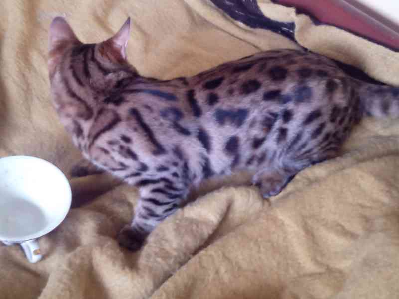 Zvířata bengálska kočička  - foto 5