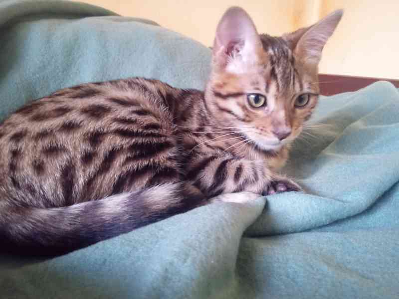 Zvířata bengálska kočička  - foto 4