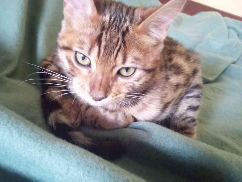 Zvířata bengálska kočička  - foto 2