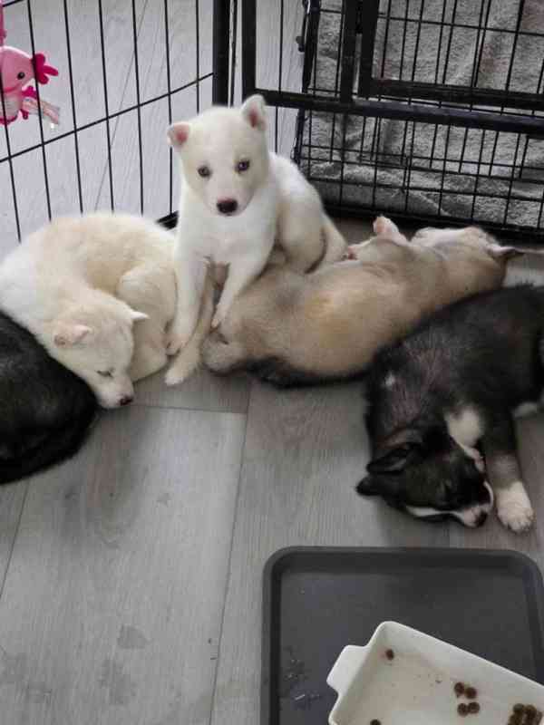 Sibiřský husky s PP - štěňátka - foto 1