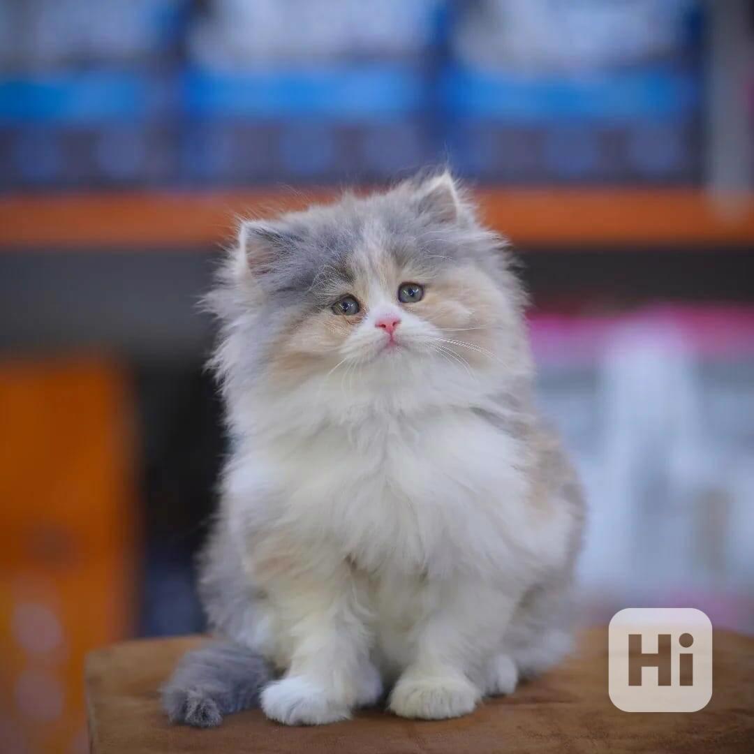 Perské kotě k dispozici - foto 1