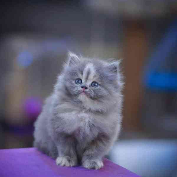 Perské kotě k dispozici - foto 2