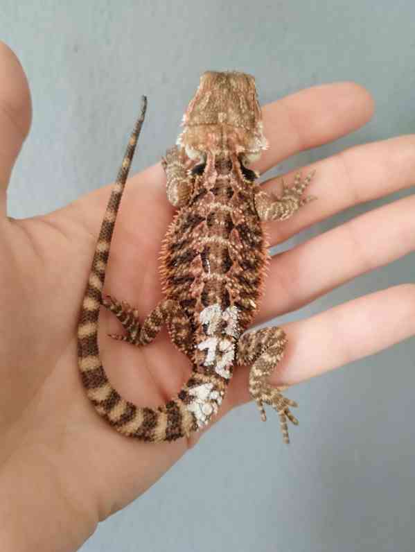 Agama vousatá  - foto 2