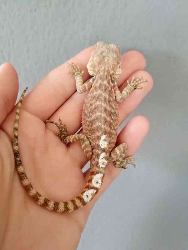 Agama vousatá  - foto 5