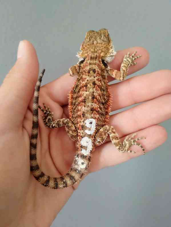Agama vousatá  - foto 4