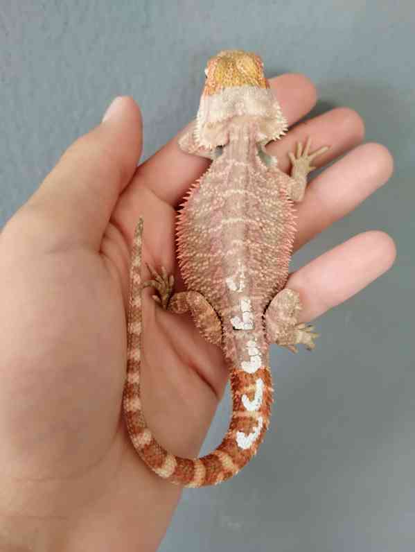 Agama vousatá  - foto 10