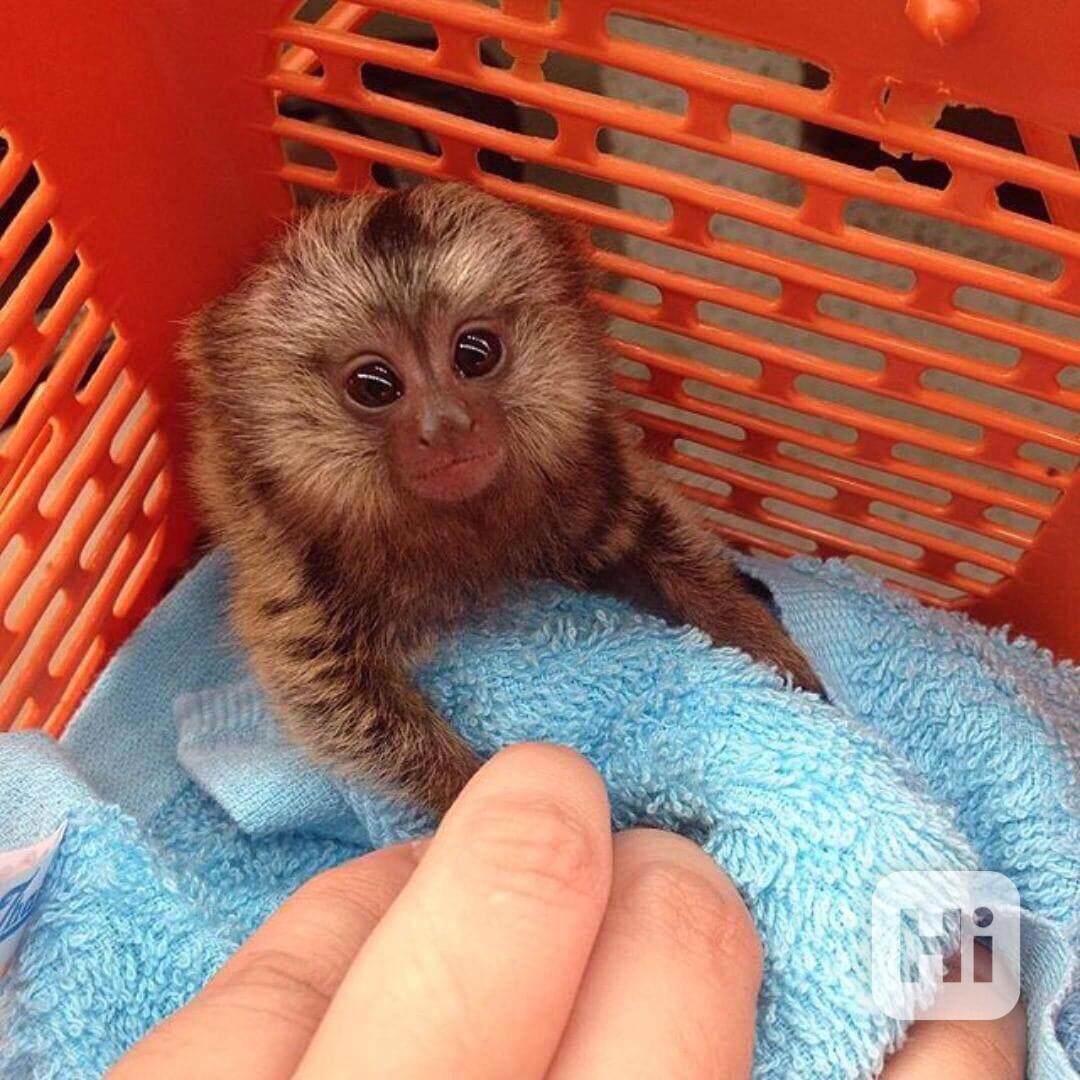 Niesamowite małpy marmozety na sprzedaż - foto 1
