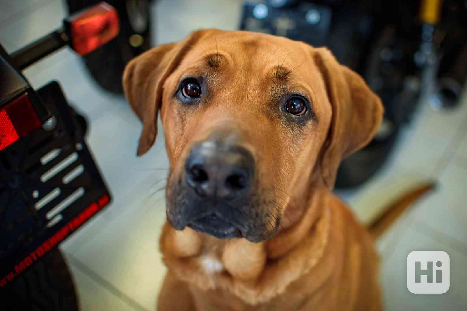 Harley - legendární ridgeback k adopci - foto 1