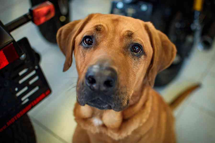 Harley - legendární ridgeback k adopci - foto 1