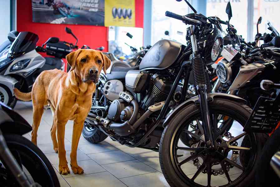 Harley - legendární ridgeback k adopci - foto 2