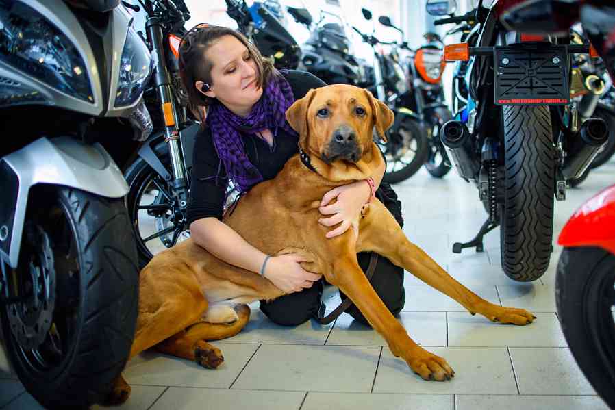 Harley - legendární ridgeback k adopci - foto 3