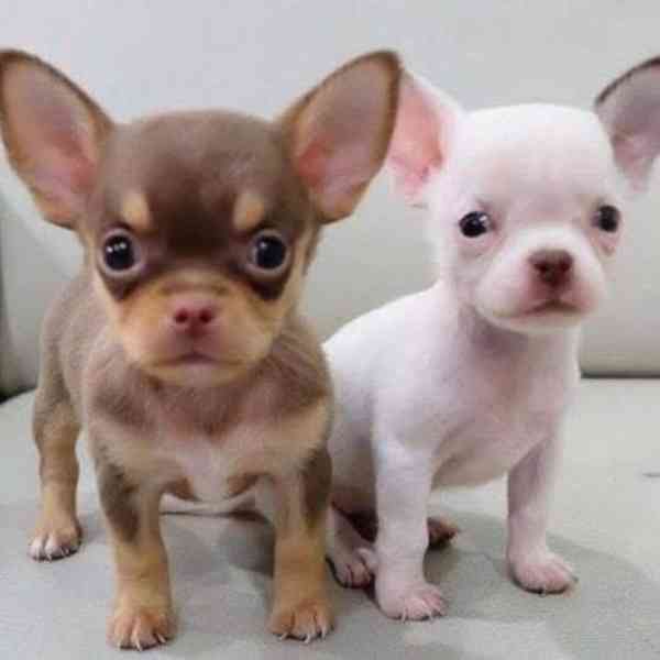 Štěňata čivavy - foto 1