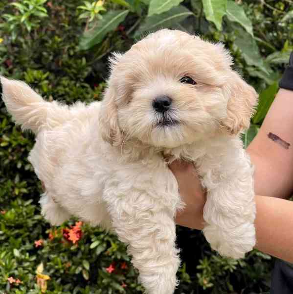 Maltipoo puppy - foto 1