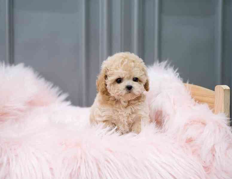 Maltipoo puppy - foto 2