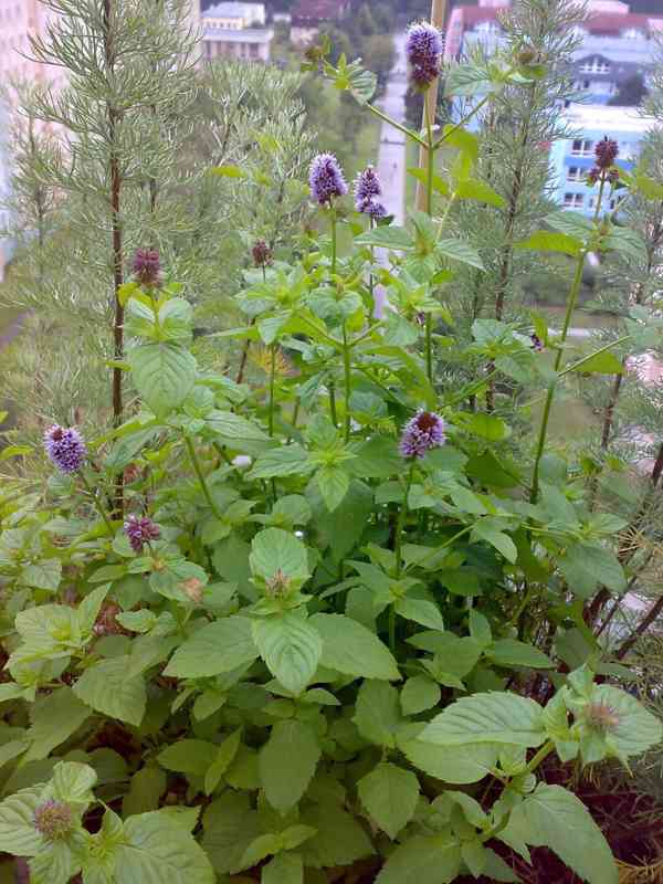 Máta peprná - Mentha piperita - rostlina - květník 7x7x7cm - foto 1