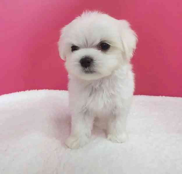 štěňata maltézského ovčáka k adopci  - foto 4