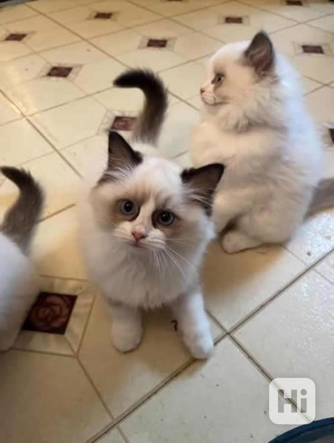 Koťata plemene Ragdoll - samec a samice - foto 1