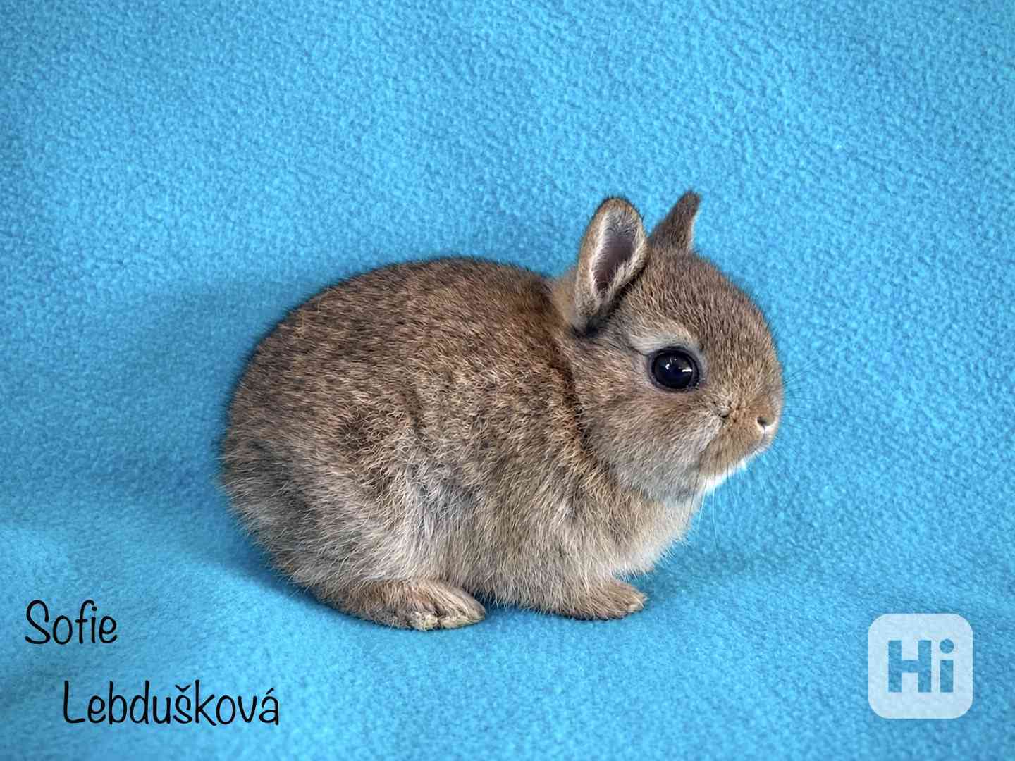 ZAKRSLÍ SATÉNOVÍ S PP/VP PRAHA - foto 1