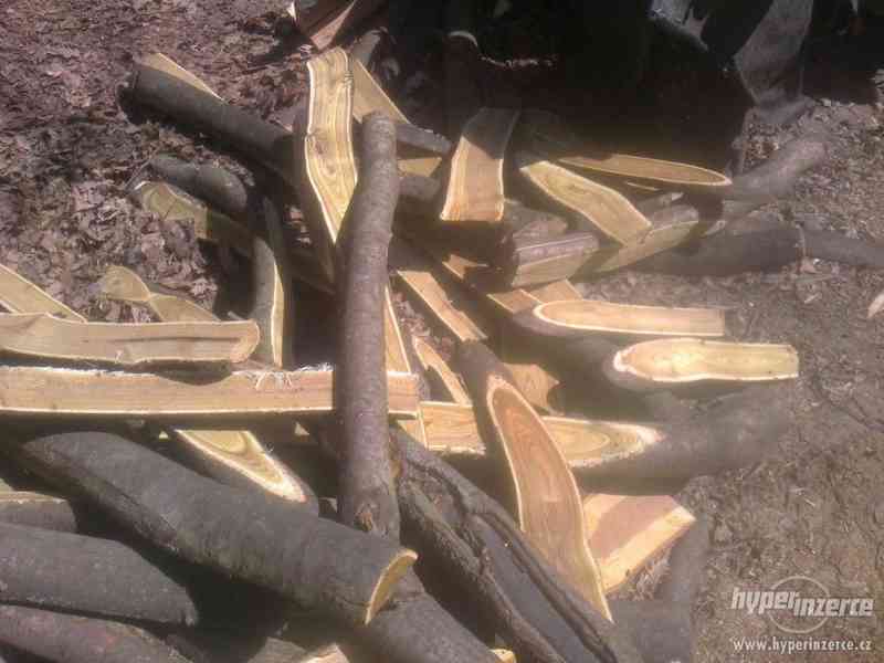 dekotativní dřevo škumpa orobincová, dřevo k dekoraci..... - foto 6