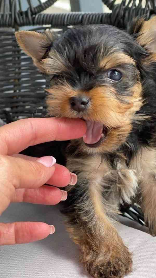 Yorkshirský teriér štěňata s pp - foto 2