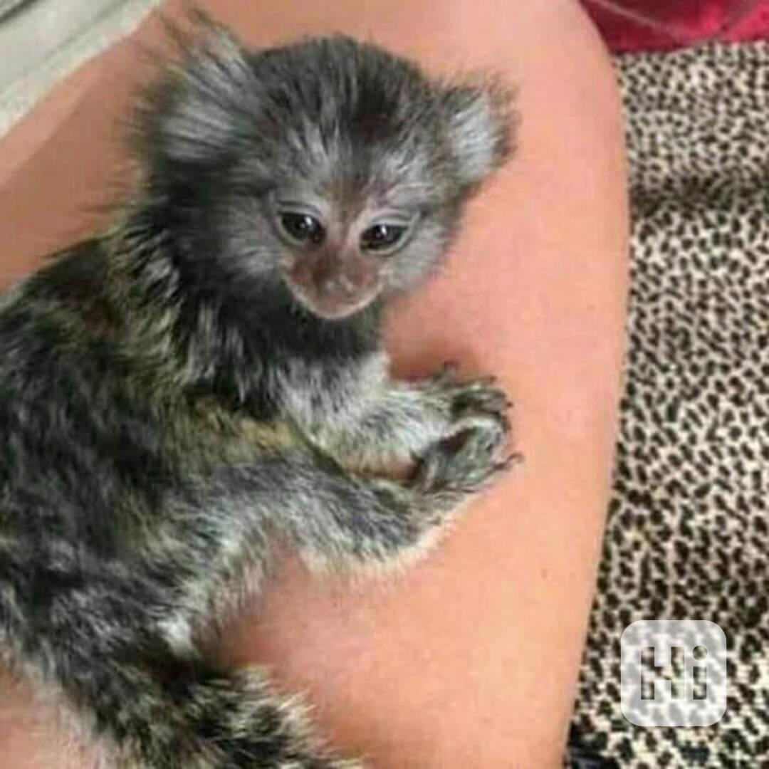  Rozkošní kosmani trpaslíci připraveni na nový domov - foto 1