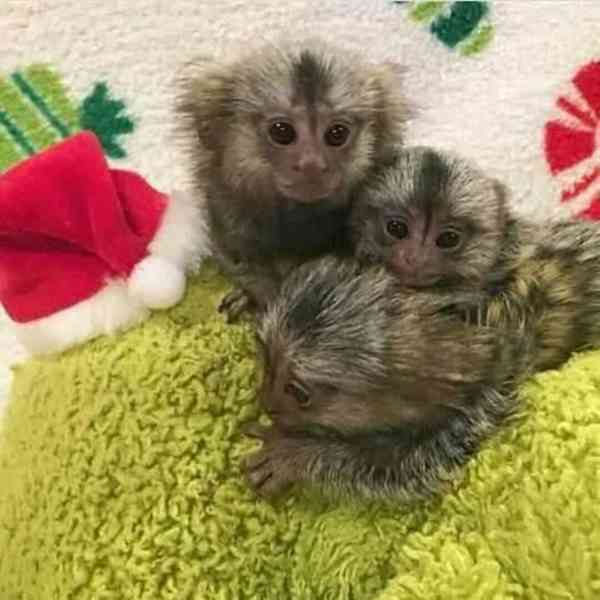  Rozkošní kosmani trpaslíci připraveni na nový domov - foto 2