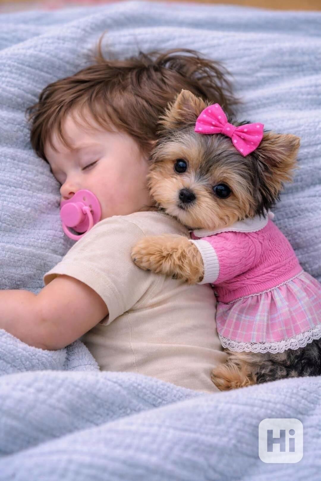 Štěňata Yorkshire - foto 1