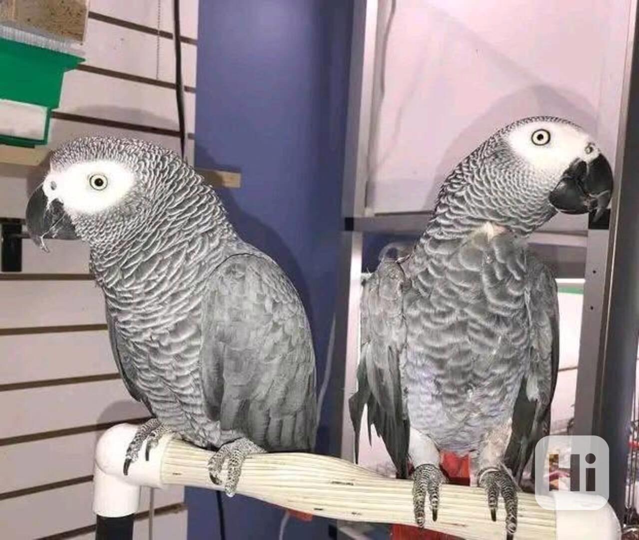 Prodej papoušků arů světové třídy  - foto 1