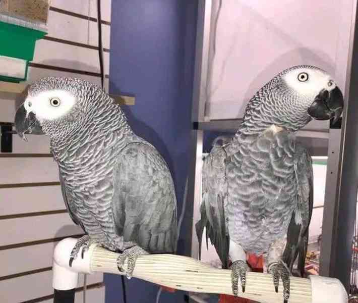 Prodej papoušků arů světové třídy  - foto 1