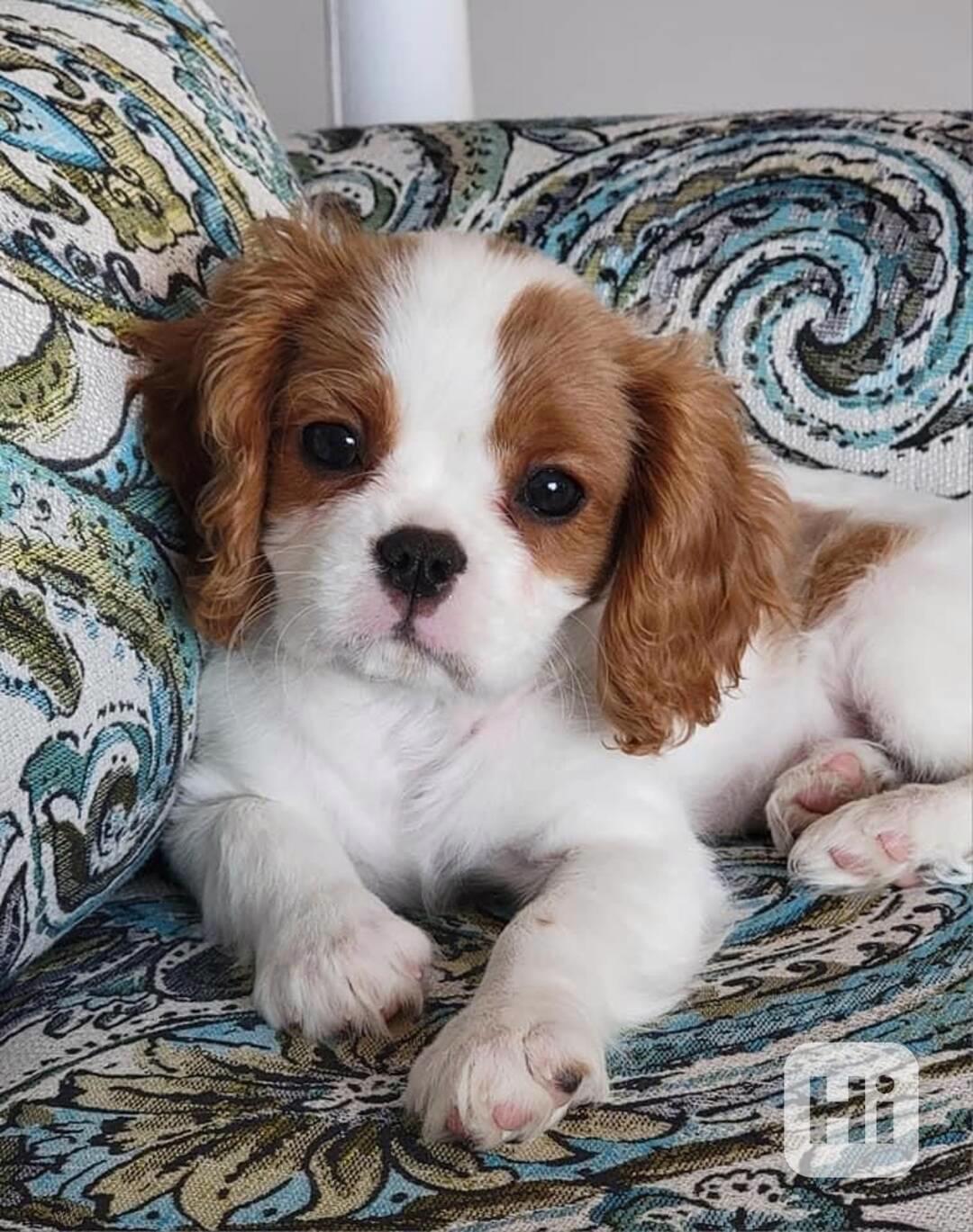  Volná štěňata kavalír King Charles španěl k adopci   - foto 1