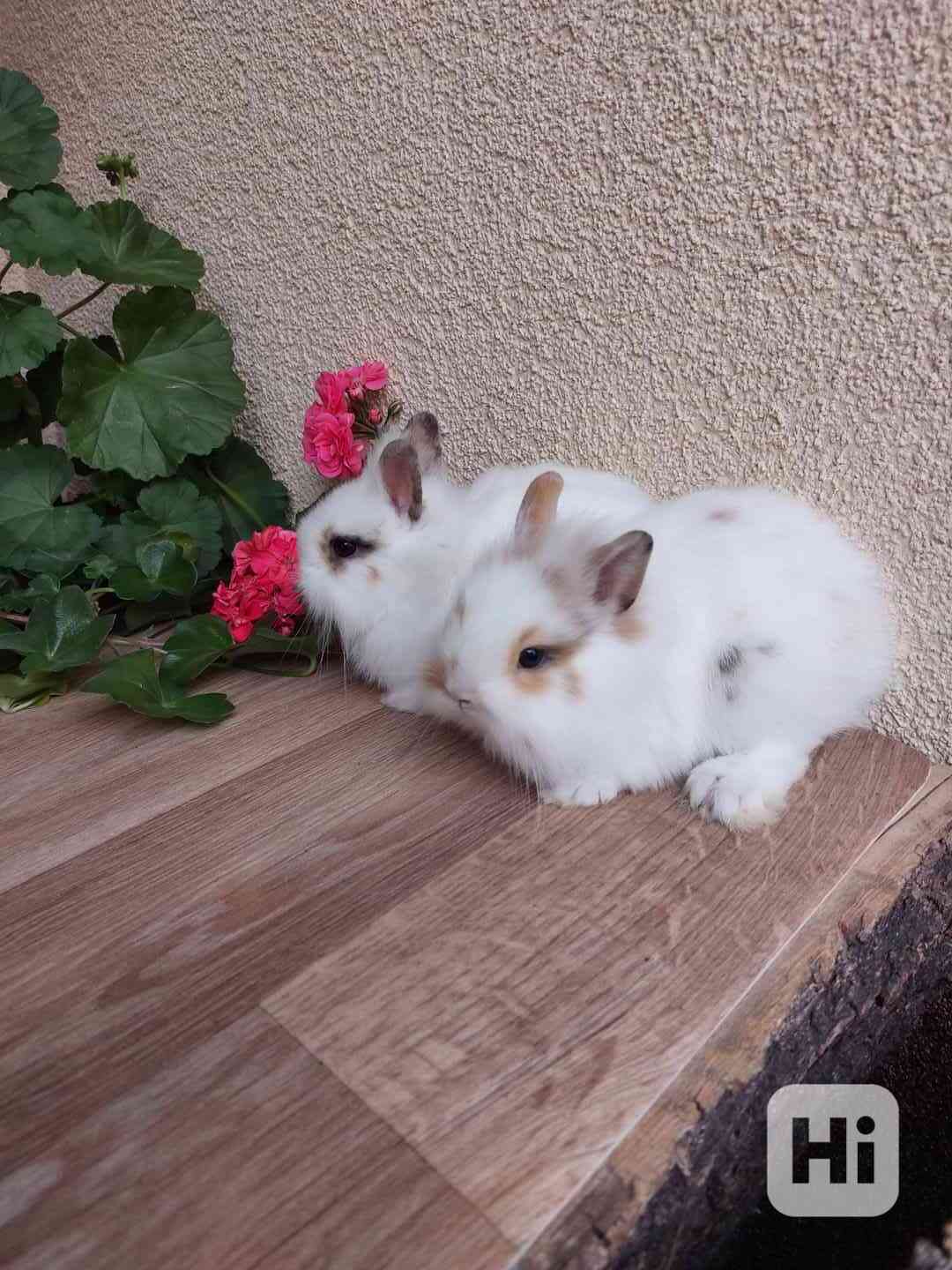 Zakrslý králík lvíček - sameček a samička - foto 1
