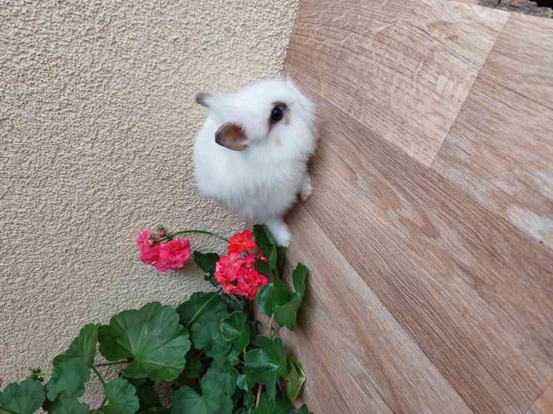 Zakrslý králík lvíček - sameček a samička - foto 8