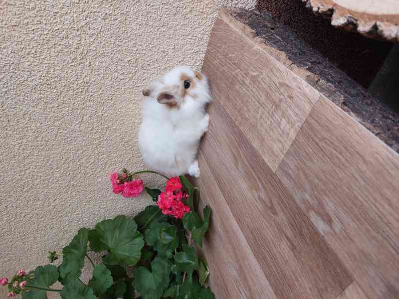 Zakrslý králík lvíček - sameček a samička - foto 3