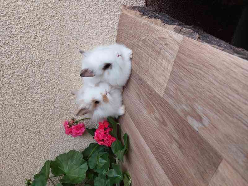 Zakrslý králík lvíček - sameček a samička - foto 2