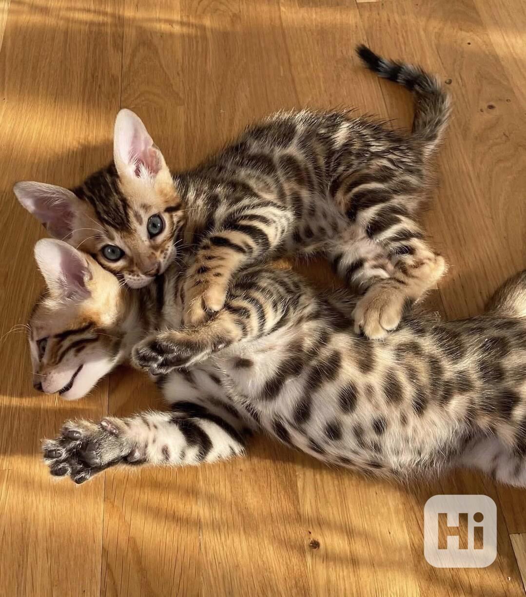 Výjimečná bengálská koťátka s rodokmenem!!!  - foto 1