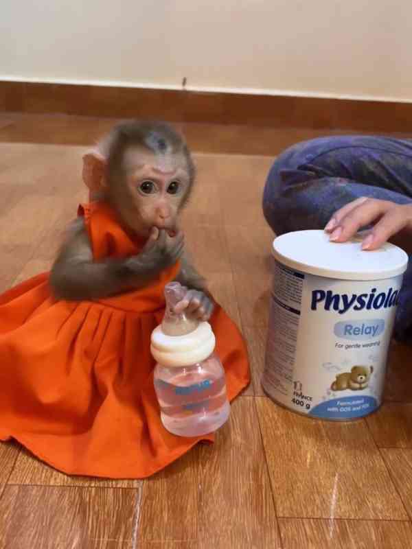 Roztomilá opičí mláďata na prodej