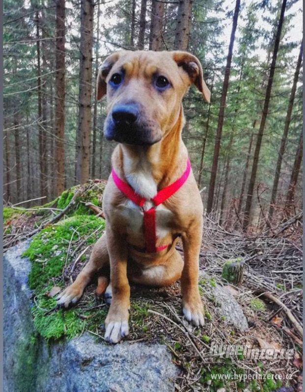 Prodám křížence stafford/ridgeback - foto 1