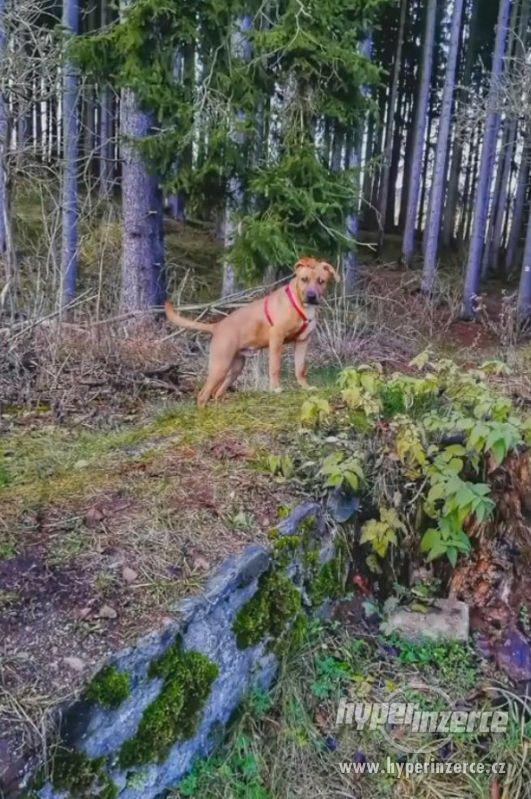 Prodám křížence stafford/ridgeback - foto 2