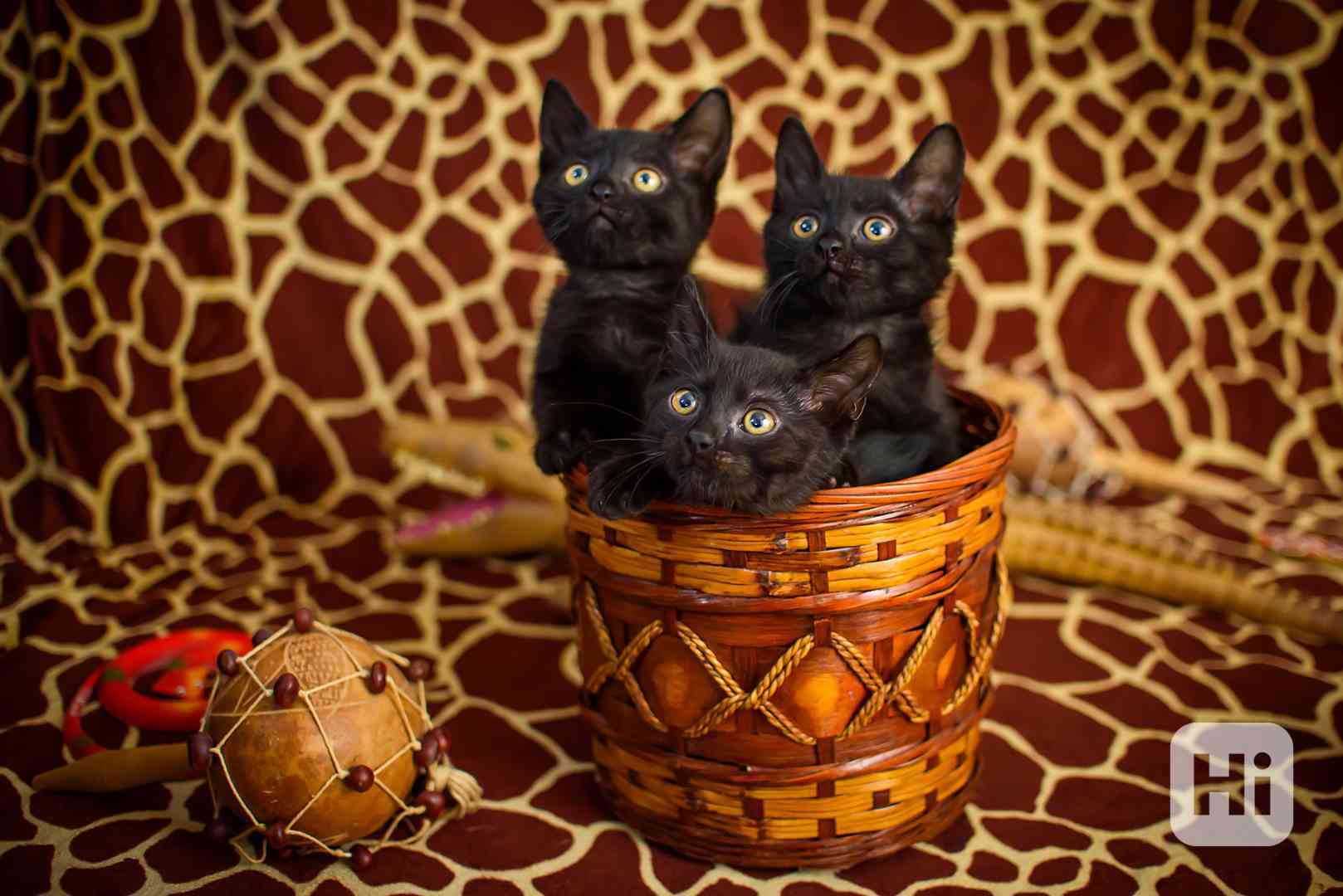 Koťata - kluci, holky všechny barvy k adopci - foto 1