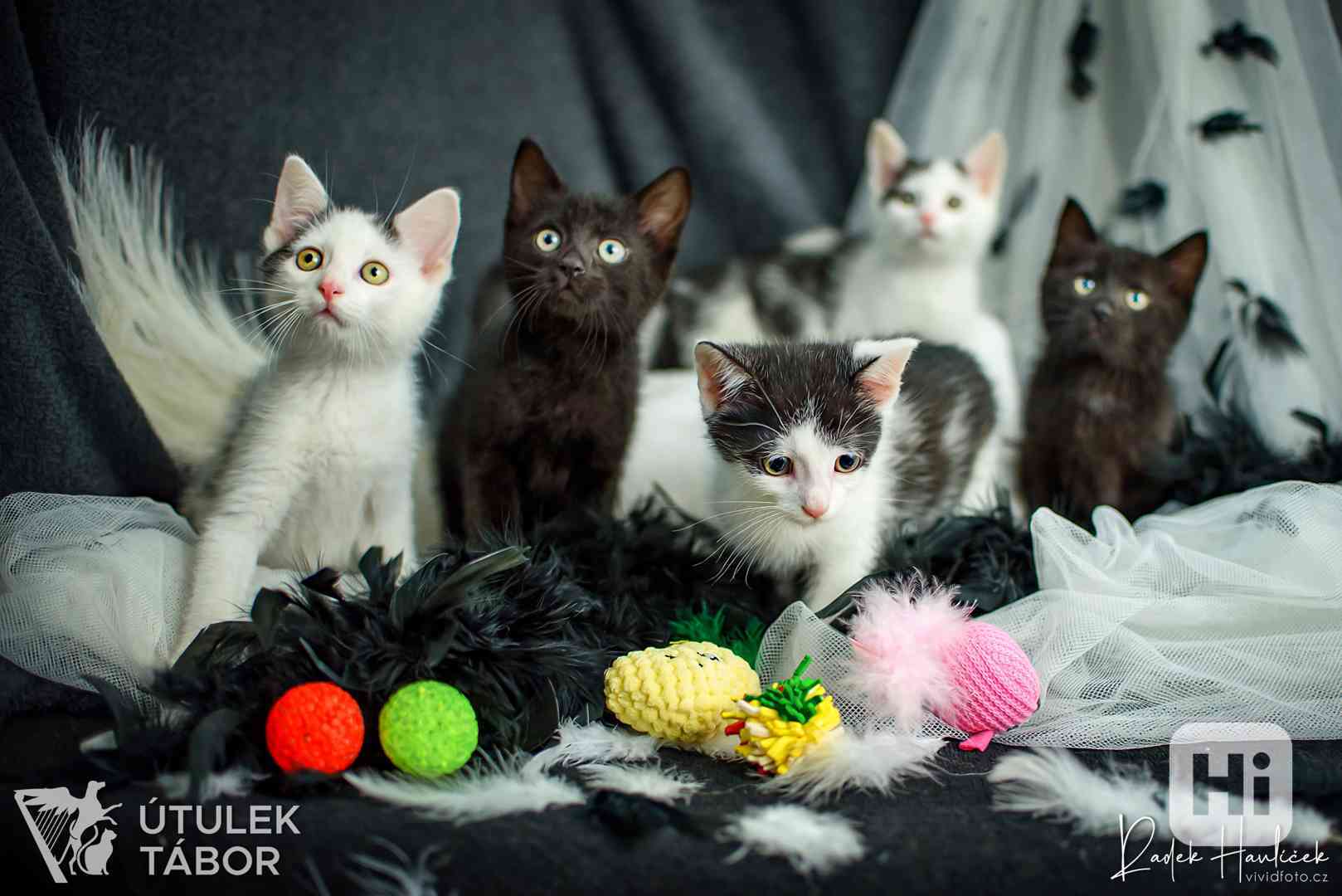 Koťata - kluci, holky všechny barvy k adopci - foto 1