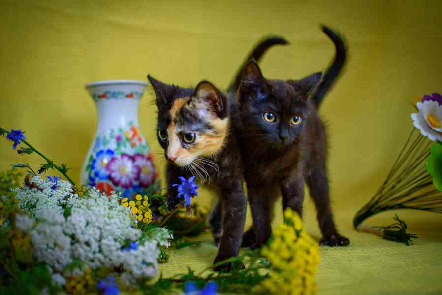 Koťata - kluci, holky všechny barvy k adopci - foto 4