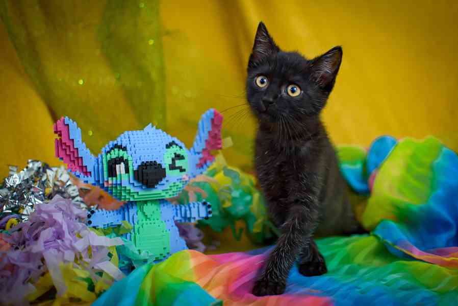 Koťata - kluci, holky všechny barvy k adopci - foto 3