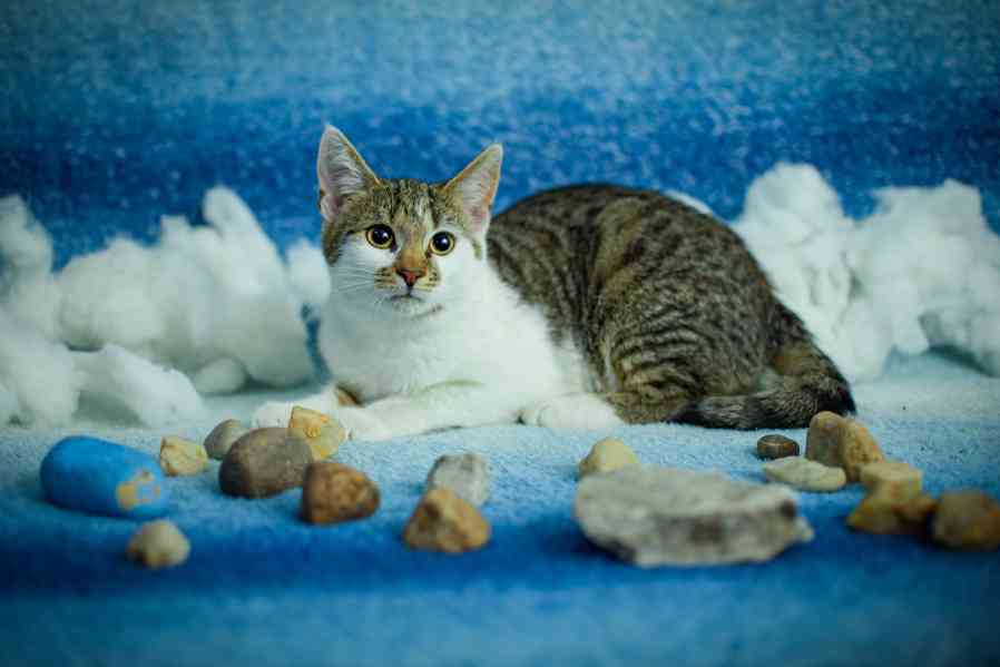 Koťata - kluci, holky všechny barvy k adopci - foto 5
